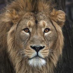 Fototapeta na wymiar Head with splendid mane of Asian lion. King of beasts, biggest cat of world, looking straight into camera. Most dangerous and mighty predator of world. Wild beauty of nature.