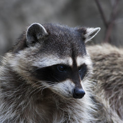 Curious look of a raccoon or washing bear. The head of cute and cuddly animal, that can be very dangerous beast. Side face portrait of the excellent representative of the wildlife.