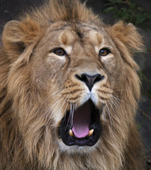 The face of a yawning Asian lion. The King of beasts, biggest cat of the world. The most dangerous and mighty predator of the world. Beauty of the wildlife.