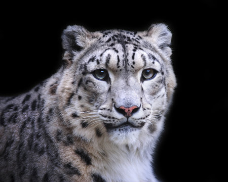 Snow Leopard Face Images Browse 8 137 Stock Photos Vectors and Video Adobe Stock