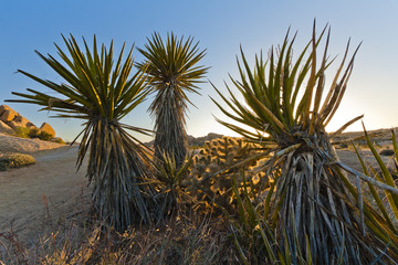 Yucca Trees in Desert Sunset