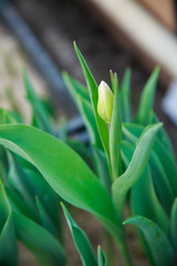 Obraz premium tulips