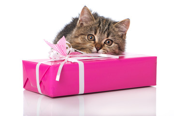 Kätzchen mit Geschenk