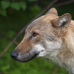 Head of young european wolf male. Side face portrait of forest dangerous beast, Canis lupus lupus, on green background. Beauty of wildlife.