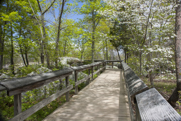 Obraz premium Walk in the Woods