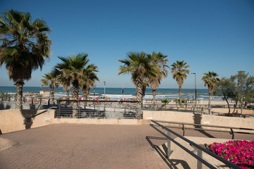 Palms on the Tel Aviv beach