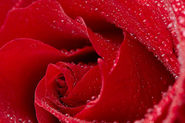 red rose in waterdrops
