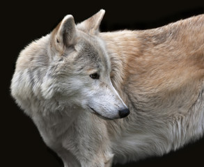 Fototapeta premium Look back of a polar wolf male, isolated on black background. Side face portrait of the very dangerous beast of the cold North. Severe beauty of the wildlife.