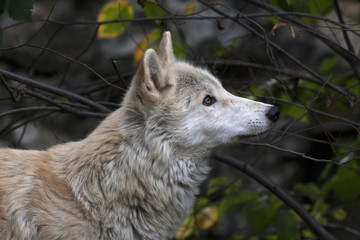Fototapeta premium Look up of a polar wolf male on autumn forest background. Eye to eye with the very dangerous beast of the cold North. Severe beauty of the wildlife. .