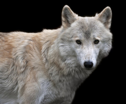 The look straight into the camera of a polar wolf male, isolated on black background. Eye to eye with the very dangerous beast of the cold North. Severe beauty of the wildlife. .