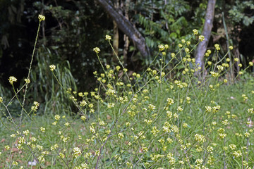 Yellow wildflowers