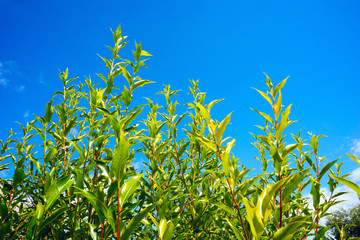 Green leaves of willow branches against the blue sky.