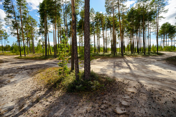 Sandy  road in the pine forest .