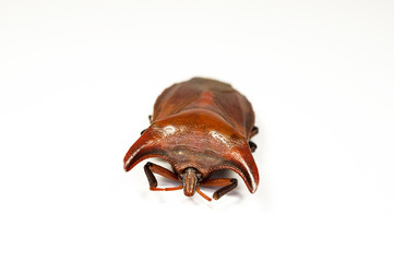 Eurypleura bicornis,Thailand-Käfer, close up