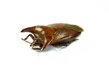 Eurypleura bicornis,Thailand-Käfer, close up