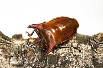 Eurypleura bicornis,Thailand-Käfer, close up