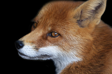 Side face portrait of a red fox male, isolated on black background. The head a beautiful forest...