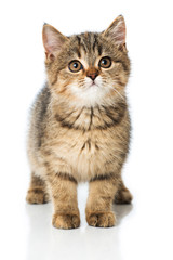 Obraz premium Getigertes Kätzchen