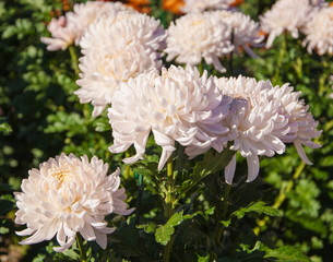 Pink chrysanthemums on the flowerbed in the garden