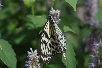 Monarch on wild flowers
