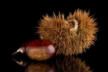 Chestnuts on a black reflective background