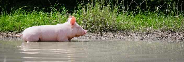 Ferkel badet in einer Schlammsuhle, Breitbildformat