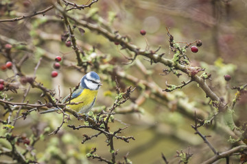 Eurasian blue tit eating berries