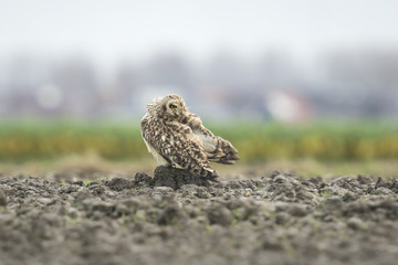 Short-eared Owl perched on farmland
