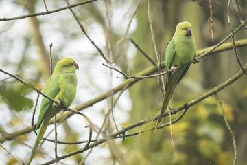 Two wild Rose-ringed parakeets