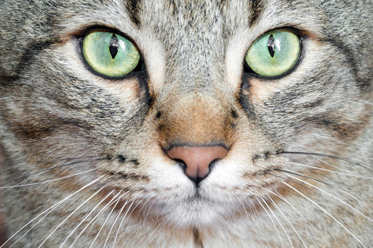 Detail cat eyes