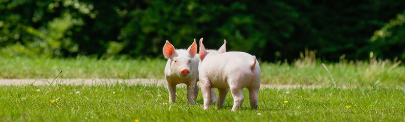 Zwei Ferkel auf einer grünen Wiese, Bannerformat © Countrypixel