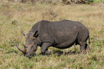Fototapeta premium Breitmaulnashorn; White Rhinocerus; Portrait