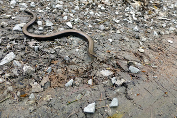 Blindschleiche