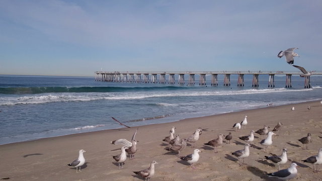 Feeding seagulls on the Hermosa beach in California, USA

