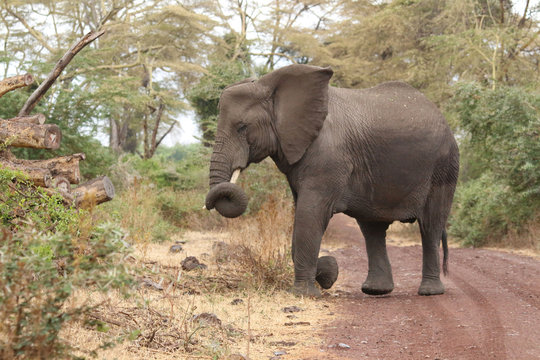 An Elephant With a Curly Trunk