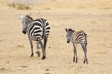 Fototapeta na wymiar Zebra Mother and Baby Walking