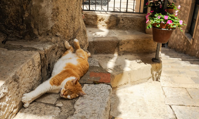 Faule Katze liegt auf der Stufe in Dubrovnik