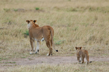 Lion Mother and Cub Walking