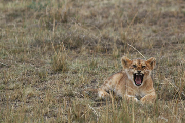 Naklejka premium Lion Cub Roaring