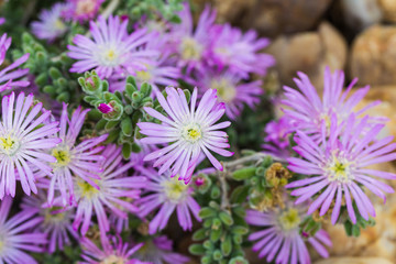 Obraz premium Purple delosperma flower in Spain