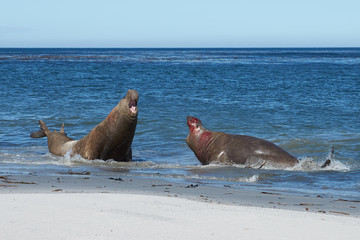 Obraz premium Male Southern Elephant Seals (Mirounga leonina) fighting during the breeding season on Sealion Island in the Falkland Islands.