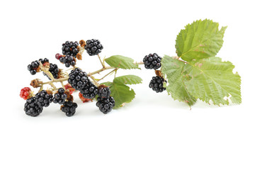 Beautiful ripe blackberry on branch isolated on white