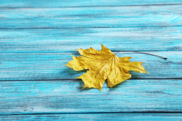 Autumn leaf on a blue wooden table