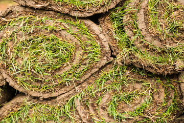 Rolls of turf