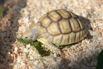 Young Sulcata Tortoise. Kine of turtle species,African spurred tortoise.