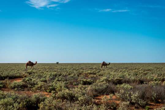 Camel Nullarbor Plain, Western Australia