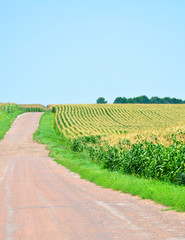 road near corn fields for your design