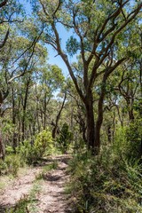 Forest Road, Victoria, Australia