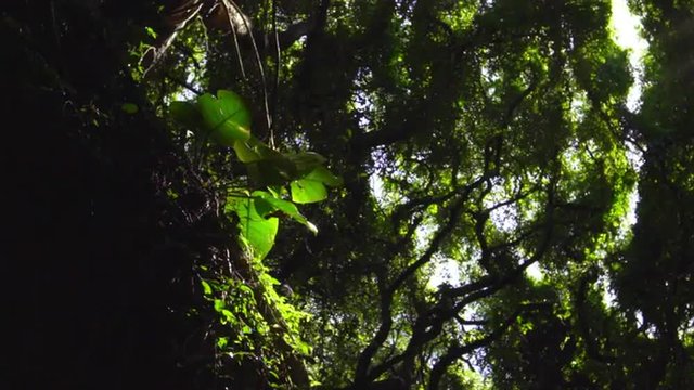 Beautiful Sunlight Flares in Tropical Rain Forest Jungle Canopy. Sunlight Filters Through Trees in Slow Motion.