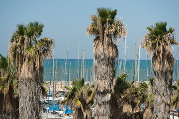 Palms and yachts in Israel city Tel Aviv